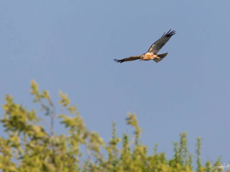 Falco di palude maschio