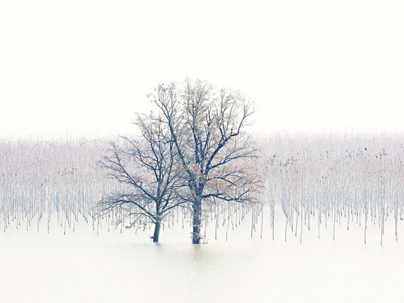 1° classificato: Due alberi (foto di Stefano Chiessi)