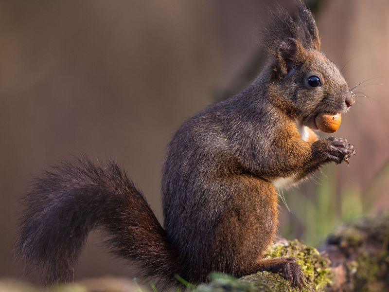 scoiattolo rosso, foto di Carlo Emanuelli